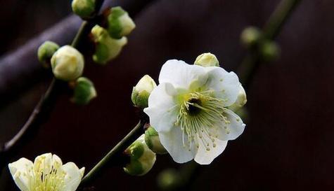 如何选择适合自己的梅花品种（从花型到栽培技巧）