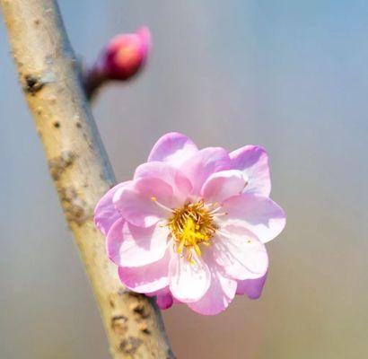 梅花的日晒问题（揭秘梅花对阳光的喜恶）