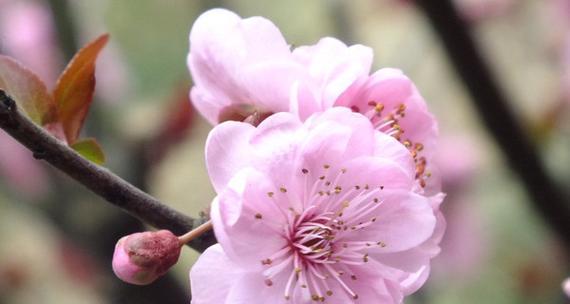 梅花的开花季节与特点（冬春季节开花）