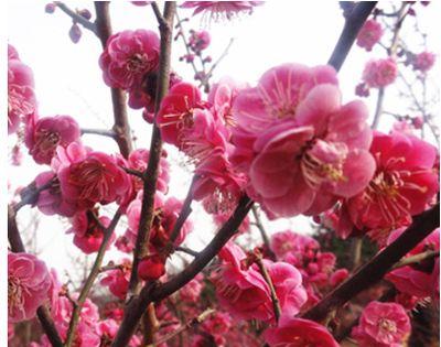 梅花嫁接技巧与成功率（探究梅花嫁接成活率高的关键因素）