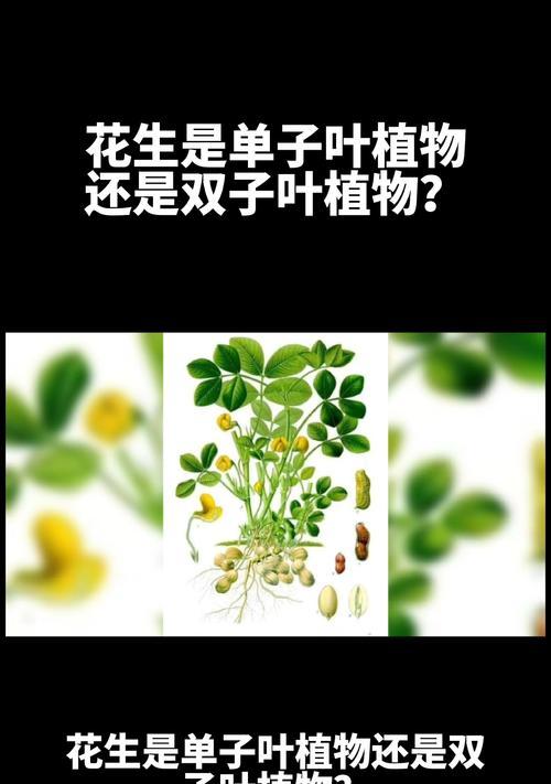 梅花不是单子叶植物——探讨梅花的分类学