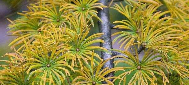 梅花的分类——裸子植物（揭开梅花真正的面纱）