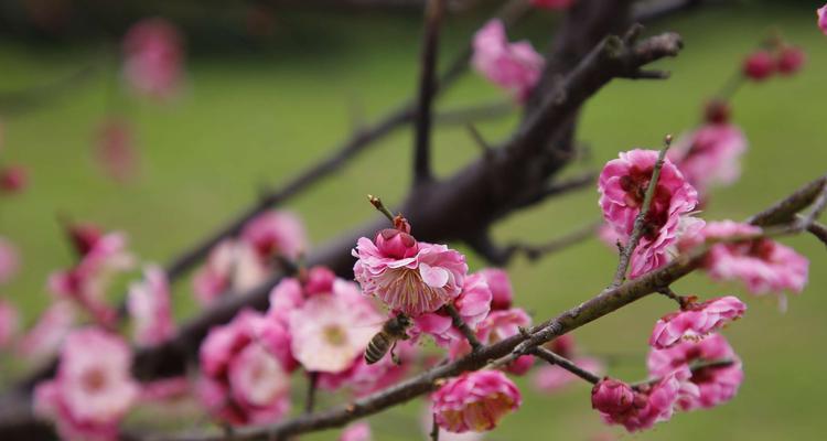 梅花，木本植物？——探究梅花的分类学问题