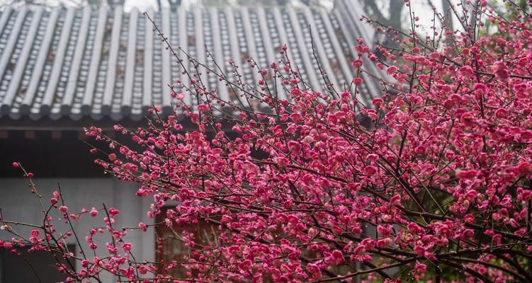 梅花——中国的国花