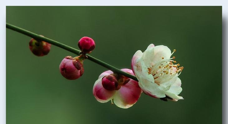 梅花是什么植物（揭秘梅花的生命之谜）