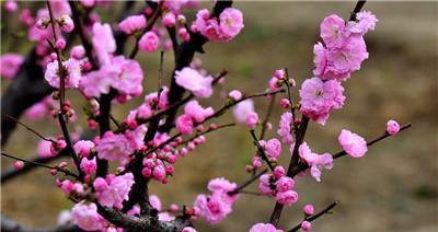 梅花的生态与特性剖析（揭开梅花真实面貌）