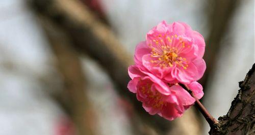 了解梅花的生态与栽培方式（探究梅花的种类及养护技巧）