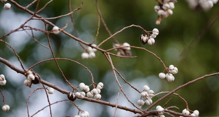 梅花树果实真的存在吗（揭开梅花树果实真相）