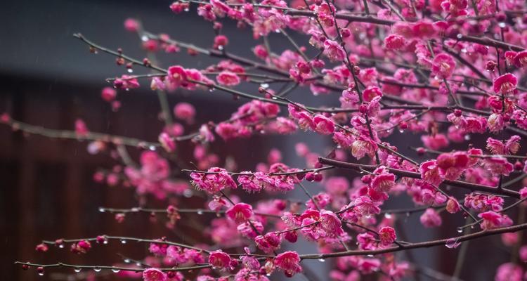 梅花之谜（探秘梅花开花规律）