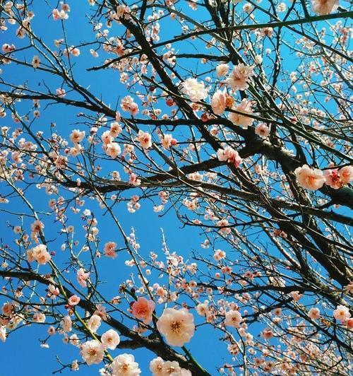 梅花香味的奥秘（探究梅花香味的成分和特点）