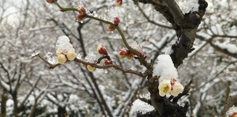 冬季的梅花（寒冬中的盛开奇迹）