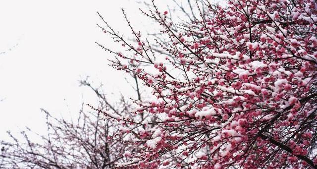 梅花的冬季生存策略（探究梅花如何在严寒的冬季中生存）