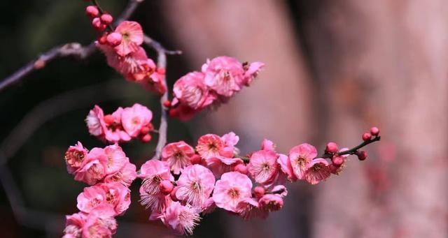 梅州市花——梅花的象征寓意（梅花的传说和文化内涵）