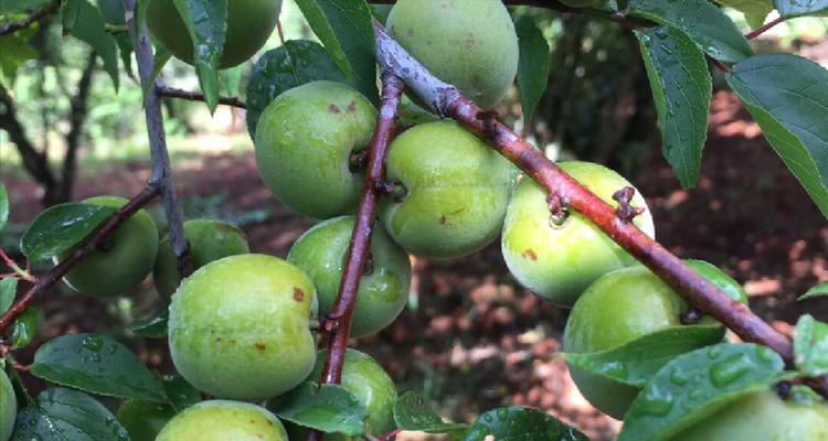 梅子上市时间及成熟季节解析（探秘梅子的生长周期和产地分布）