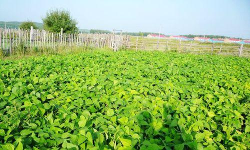 眉豆的最佳种植时间和方法（掌握春秋二季、阳光充足、土质疏松等关键要点）