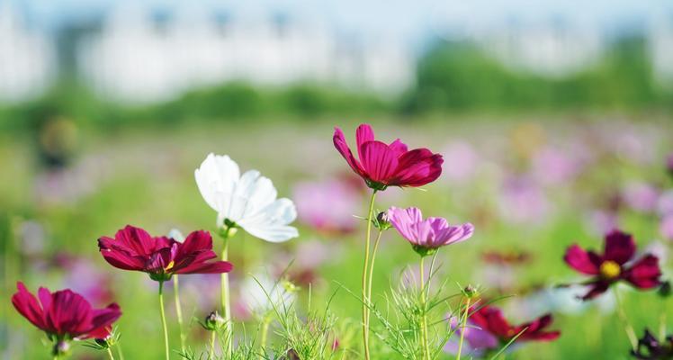 美人菊（探秘美人菊的阳光之爱）