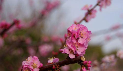 美人梅开花月份及季节全解析（美人梅的开花习性）