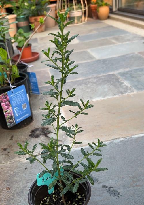 美洲茶南方种植技术探究（从品种选择到种植管理）