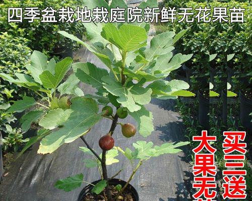 门前种无花果树，可行吗（探究门前种植无花果树的益处与注意事项）