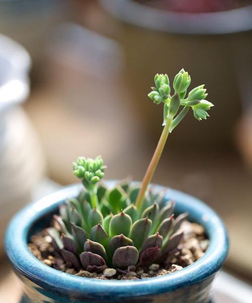 酸性植物（了解酸性植物）