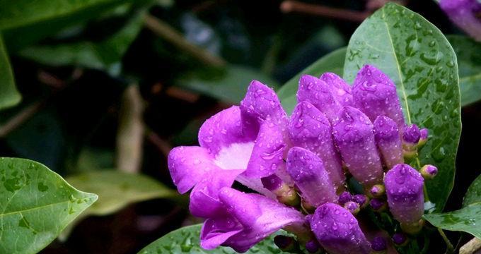 蒜香藤花开频率详解（了解蒜香藤开花时间）