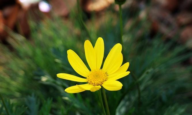 虚心的花朵——百合花的美丽与谦逊（用百合花表达虚心的品质和态度）