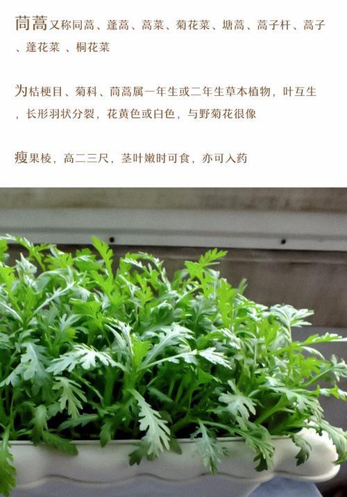 塔菜的种植技巧详解（种植时间）