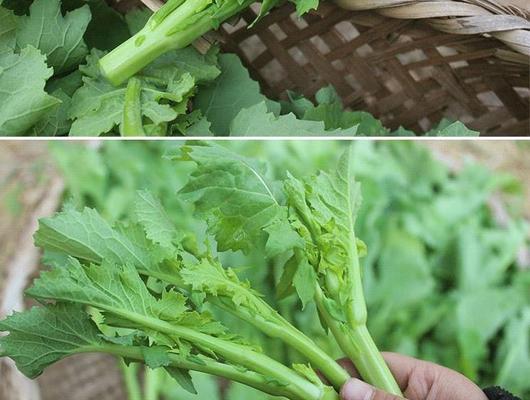 苔菜之最（哪里的苔菜最好）