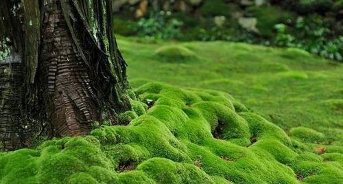 苔藓的生长环境（探究苔藓的喜好和适应条件）