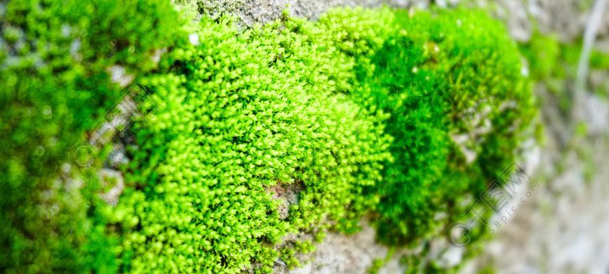 苔藓冬天为何不会冻死（探究苔藓在低温下的生存奥秘）