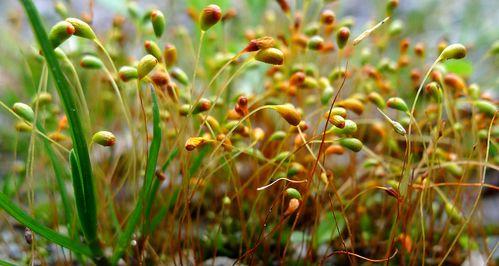 苔藓类植物的生态和分布（从原始森林到现代城市的苔藓类植物）