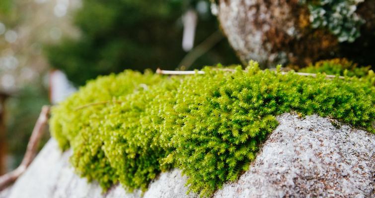 苔藓（探究苔藓的生态特征）