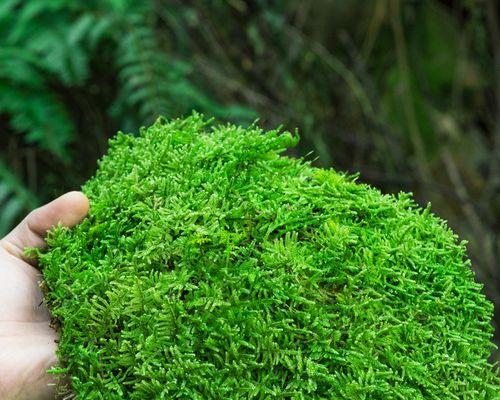 苔藓（探索苔藓的魅力与生命力）