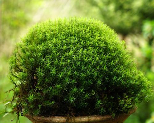 苔藓有毒吗（苔藓的毒性、适合室内养护吗）