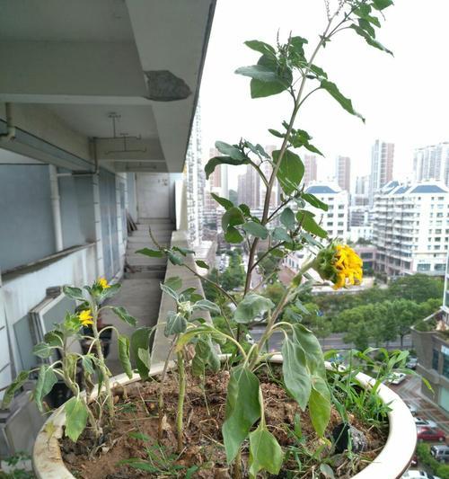 太阳花不开花怎么办（太阳花开花的窍门）