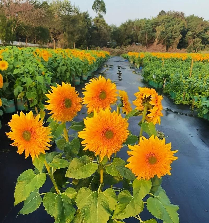 太阳花的形态特征（探寻太阳花的花型）