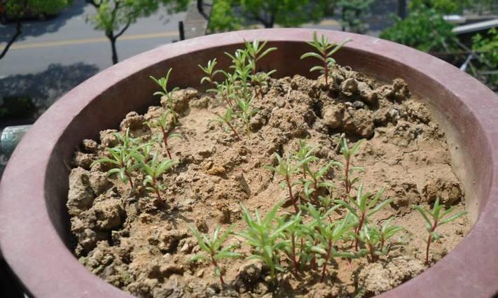 从萌芽到开花，一步步观察太阳花的生长变化（从萌芽到开花）