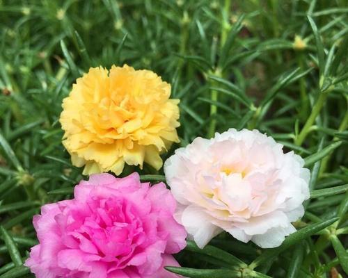 太阳花的开放季节与生长特点（探秘太阳花的开花时间与生长习性）