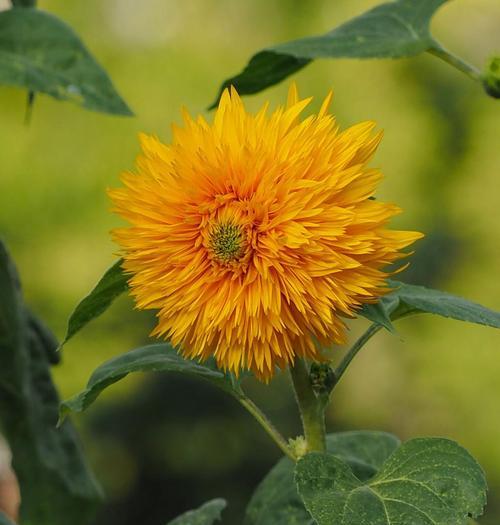 太阳花——木本植物的代表（认识太阳花）