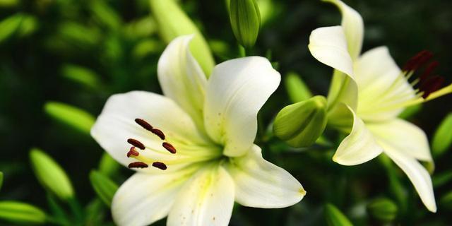 和谐之花——百合的花语（探寻百合花在传递和谐的祝福中的独特角色）