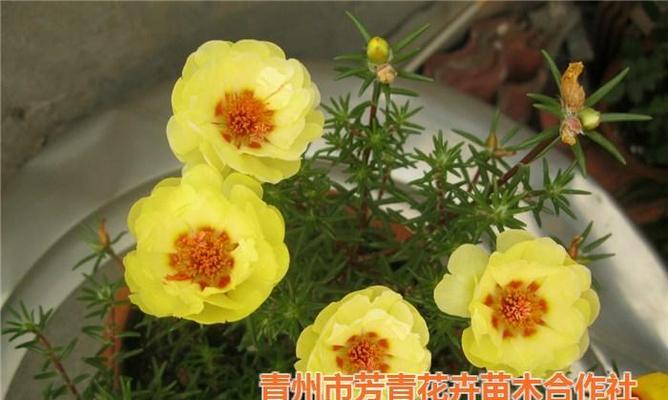 太阳花是多年生还是一年生？——揭秘太阳花的生长周期