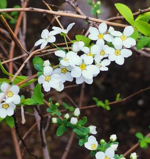 花语中的生命之花——康乃馨（以康乃馨为主题）