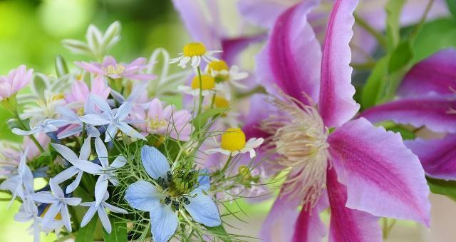 宽容之花——向日葵的花语（阳光般的宽容）