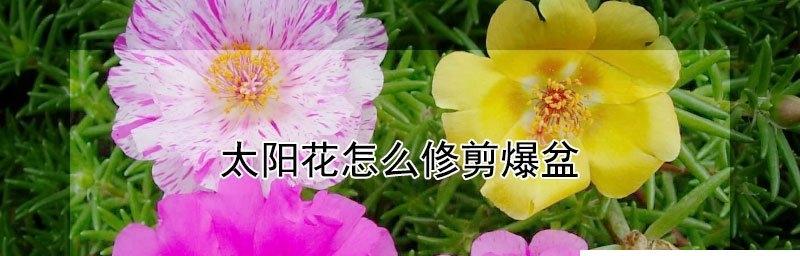 太阳花修剪方法详解（如何让太阳花更美丽）