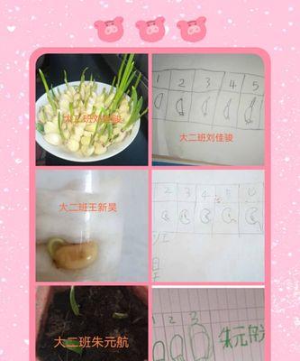 太阳花种子发芽时间详解（从种子到幼苗）