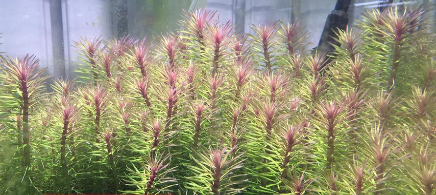 太阳神水培与土培——哪种方式更适合你的植物成长（比较太阳神水培和土培的优缺点）