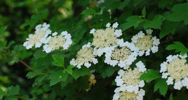 用百合之花守护爱情的力量（百合花语）