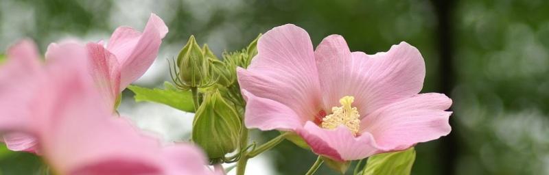 以牡丹花的花语为主题的《守护的爱》（牡丹花的花语揭示出来的守护之爱）