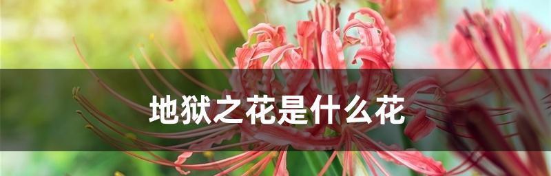 贪婪之花——以金银花为主题的花语（金银花的花语揭示贪婪的本质）