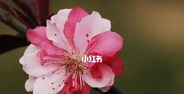 桃花之意——解读代表什么的花语（探索桃花花语的意义和象征）